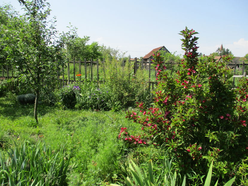  - Romantic garden