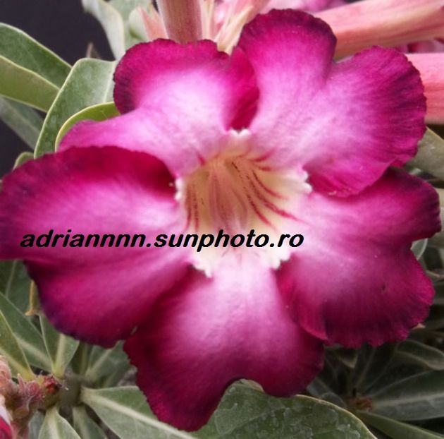 Adenium  SIAM VIOLET