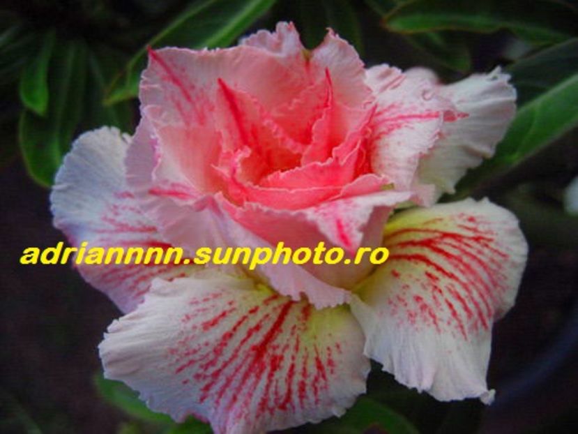 Adenium Pinkpanter