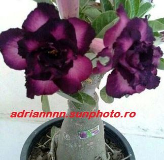 Adenium Purple Jinda - 1 AA SEMINTE ADENIUM DE VANZARE o noua TRANSA 2023