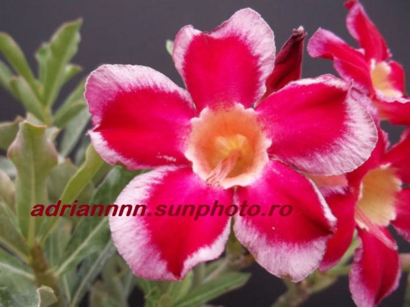 Adenium SANTA CLAUS