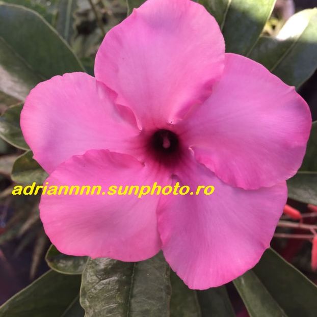 Adenium Swazicum