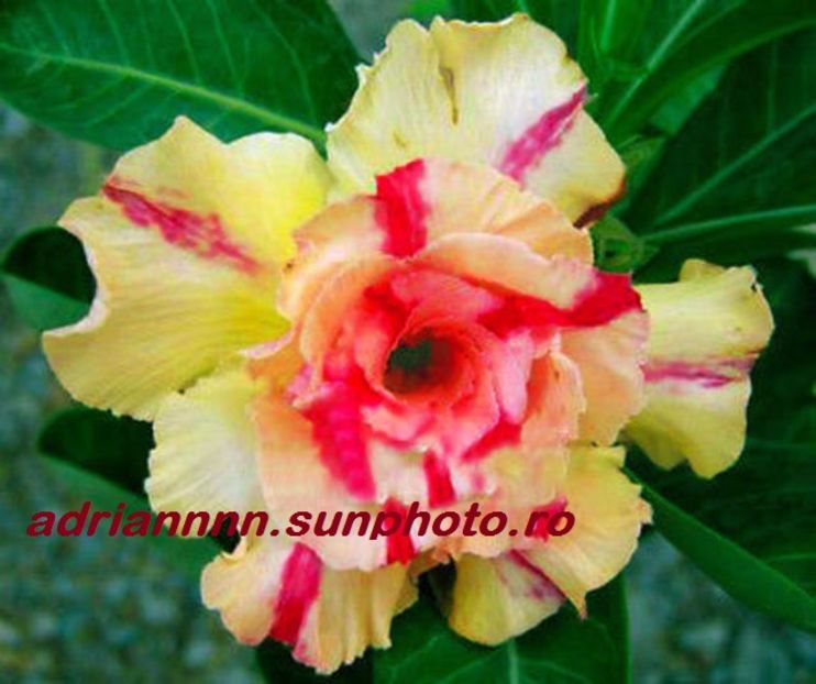 Adenium Yellowsoon