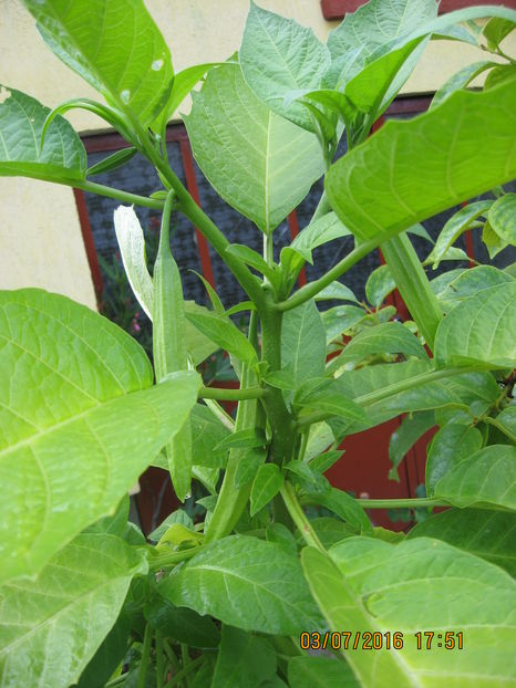 Picture 6634 - 3 BRUGMANSIA