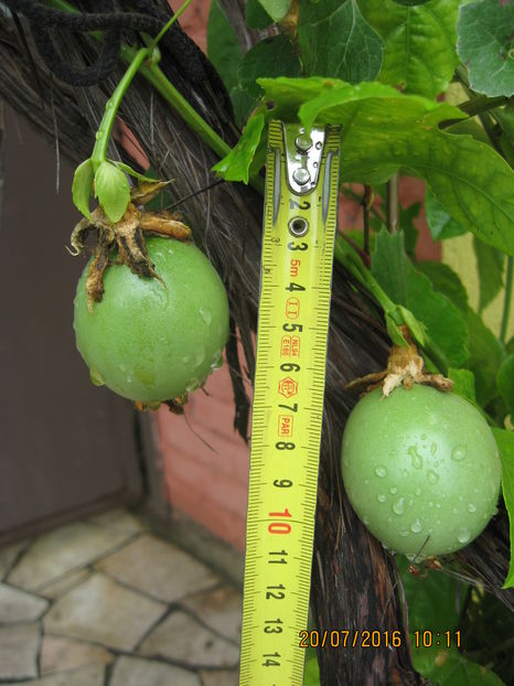 Picture 6726 - Passiflora eludis- Maracuya