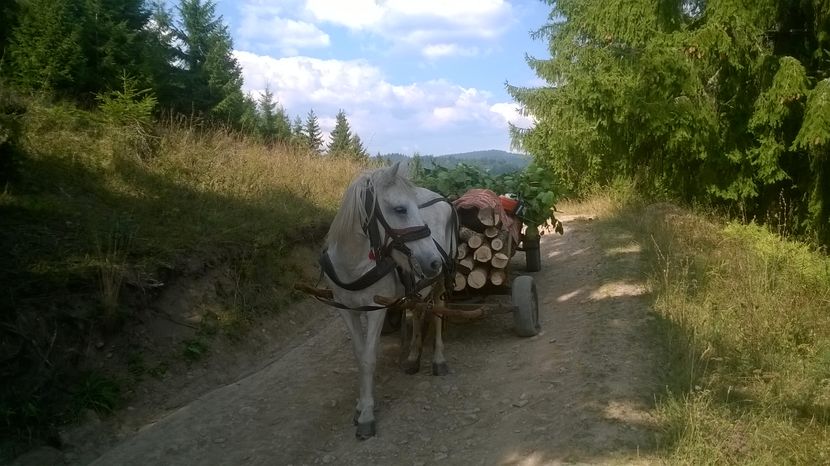 Bem si noi apa de izvor - SEPTEMBRIE 2016 Alpinele si Padurea