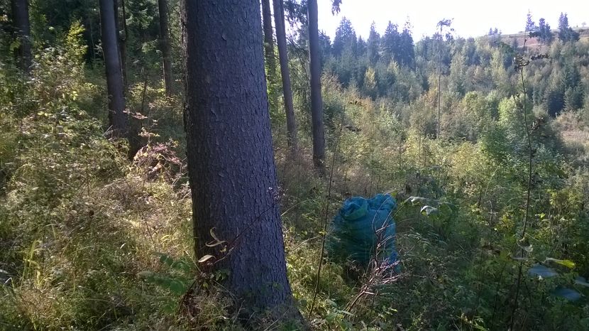 Bogatia tarii - SEPTEMBRIE 2016 Alpinele si Padurea