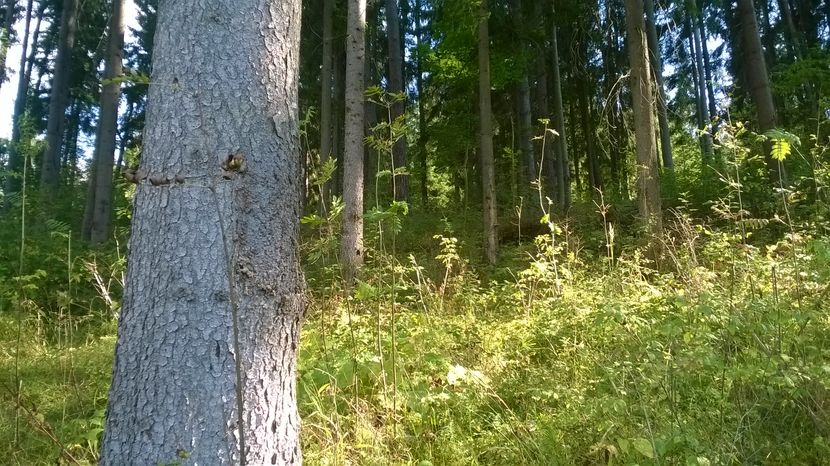 Bogatia tarii-2 - SEPTEMBRIE 2016 Alpinele si Padurea