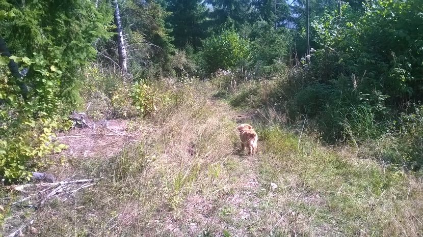 Bombonica la padure - SEPTEMBRIE 2016 Alpinele si Padurea