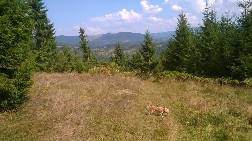 Bombonica nelinistita-5 - SEPTEMBRIE 2016 Alpinele si Padurea