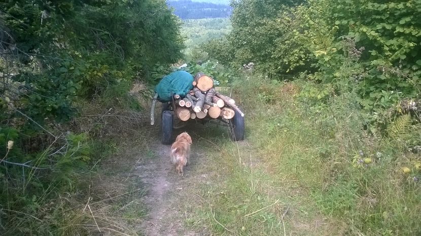 Bombonica vine acasa - SEPTEMBRIE 2016 Alpinele si Padurea