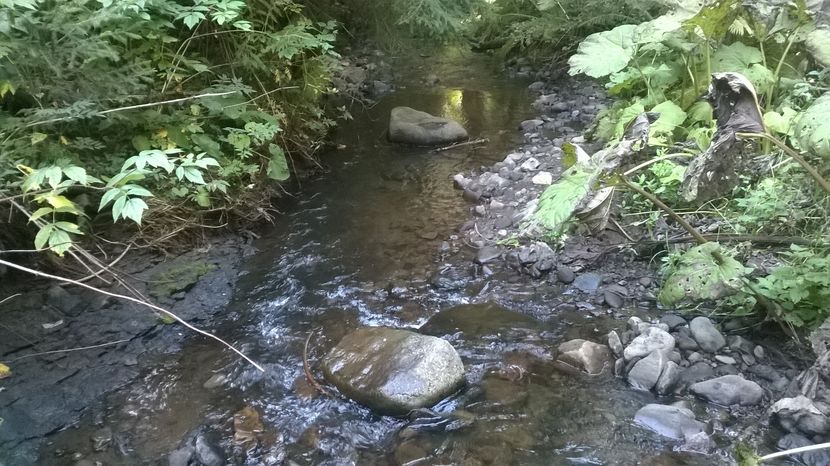 Brusturi si zmeurus-2 - SEPTEMBRIE 2016 Alpinele si Padurea