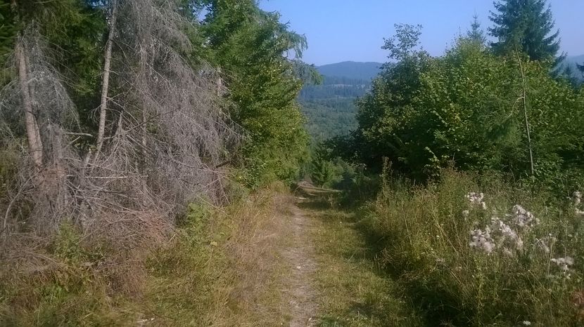 Ce e uscat in padure ar trebui curatat - SEPTEMBRIE 2016 Alpinele si Padurea