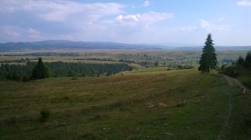 Dealuri si pasuni bune-78c - SEPTEMBRIE 2016 Alpinele si Padurea