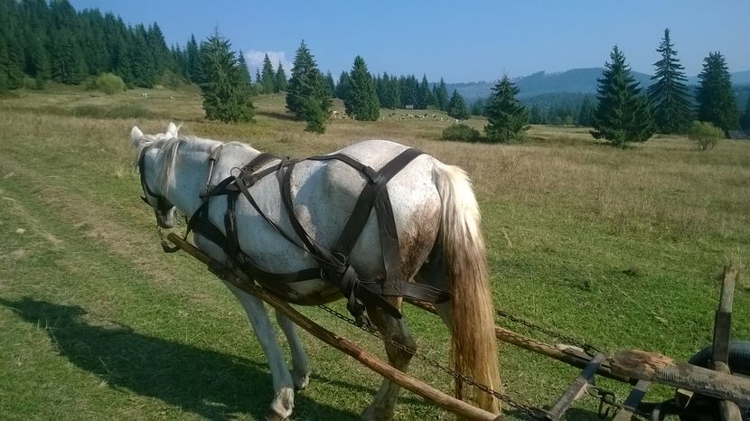Doaina obosita-7h - SEPTEMBRIE 2016 Alpinele si Padurea
