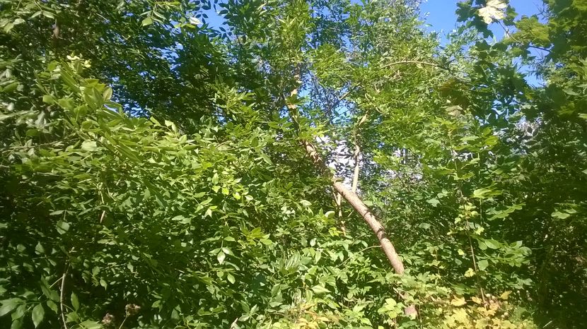 Frasin verde frumos - SEPTEMBRIE 2016 Alpinele si Padurea