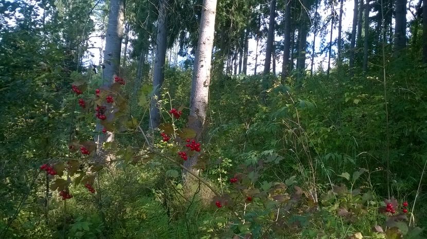 Fructe de Calin pentru Parsii de padure - SEPTEMBRIE 2016 Alpinele si Padurea