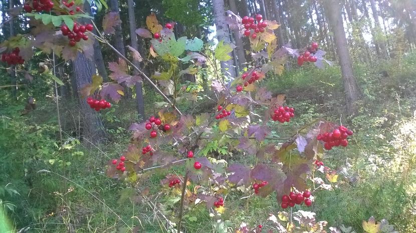 Fructe de calin(Viburnum opulus)