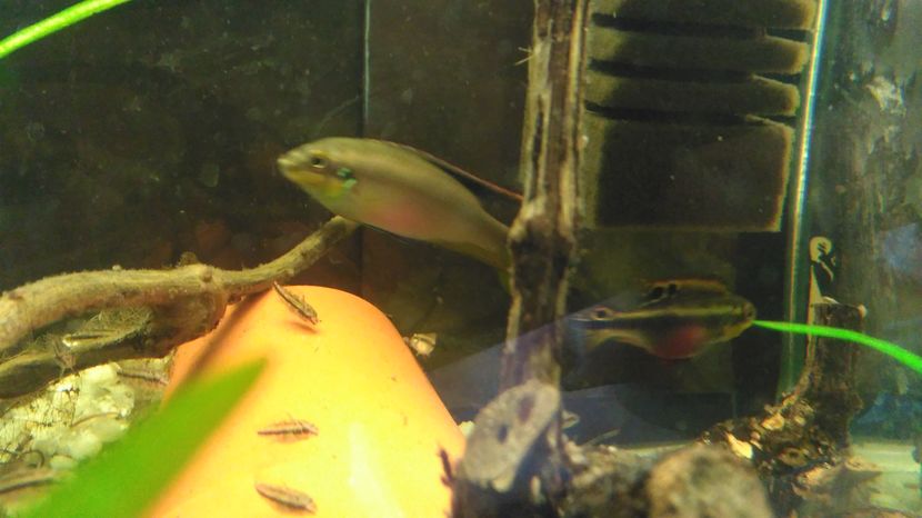  - Kribensis Pelvicachromis pulcher