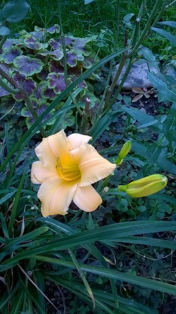  - 2016 Hemerocallis