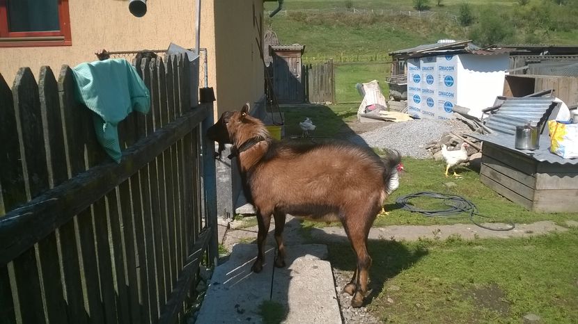 Ghita pe afara la joaca-3 - SEPTEMBRIE 2016 Alpinele si Padurea