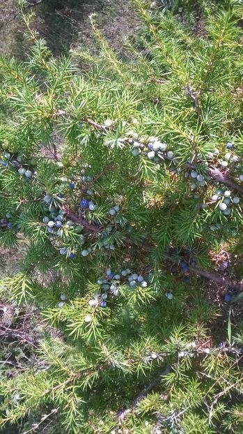 Ienupar deja facut - SEPTEMBRIE 2016 Alpinele si Padurea