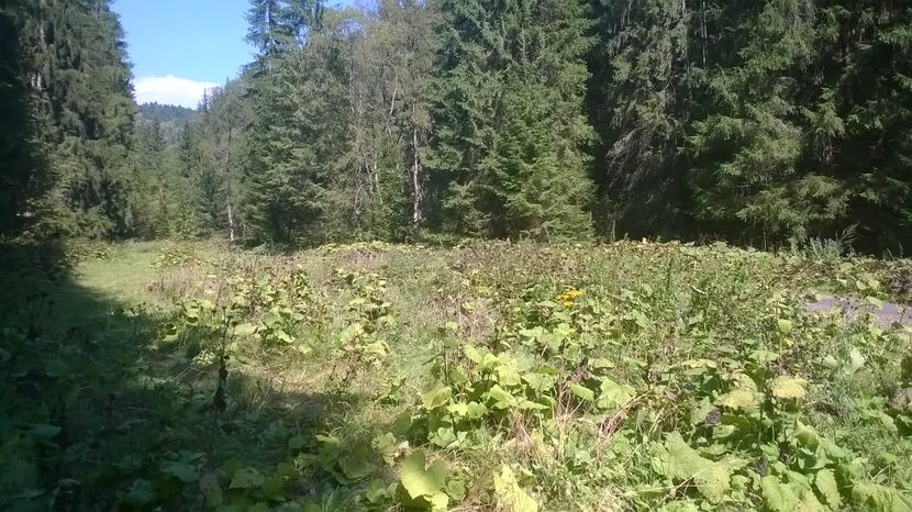 Langa Pepiniera Romsilva - SEPTEMBRIE 2016 Alpinele si Padurea