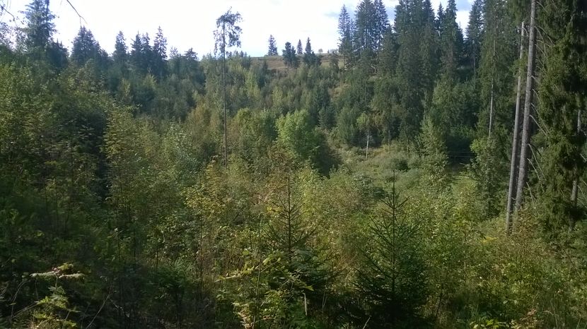 Locuri frumoase fara capre - SEPTEMBRIE 2016 Alpinele si Padurea
