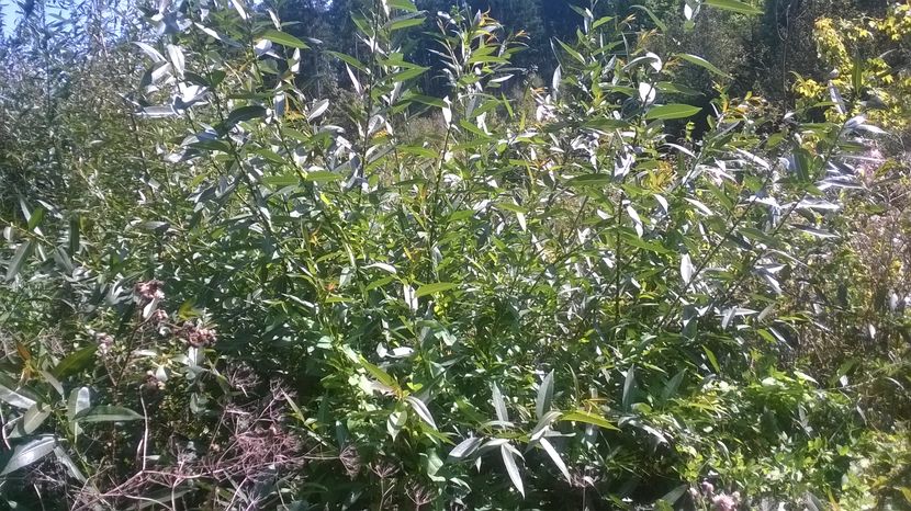 Lujerii de salcie alba excelenti la Alpine(aspirina)