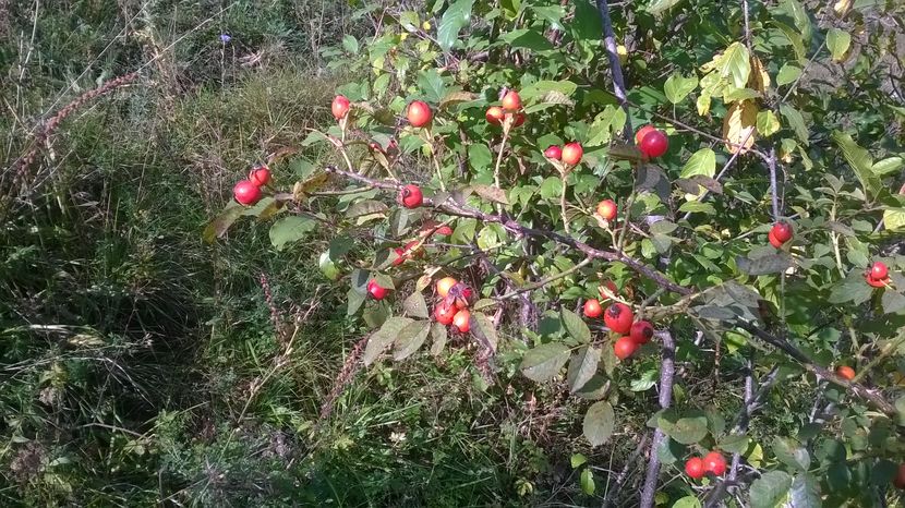 Macesele s-au copt-2 - SEPTEMBRIE 2016 Alpinele si Padurea