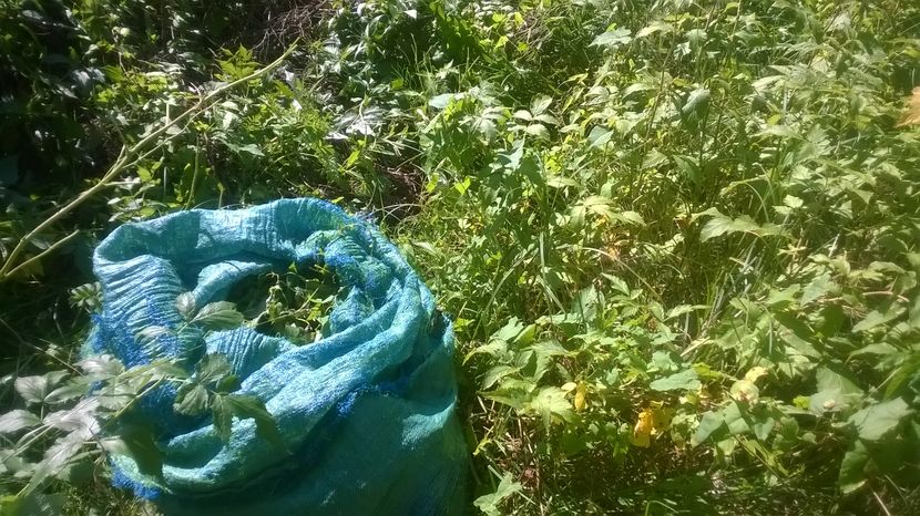 Mai sant frunze inca verzi-2 - SEPTEMBRIE 2016 Alpinele si Padurea