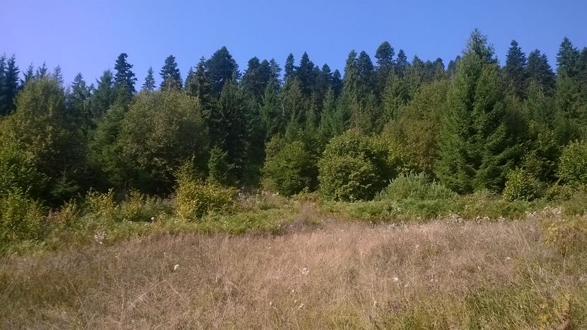 Molizi si aluni cat vrei - SEPTEMBRIE 2016 Alpinele si Padurea