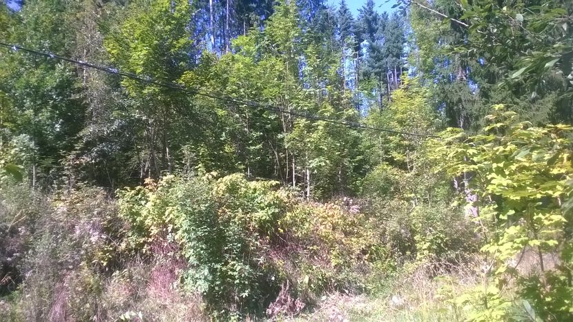 Padurea in septembrie - SEPTEMBRIE 2016 Alpinele si Padurea