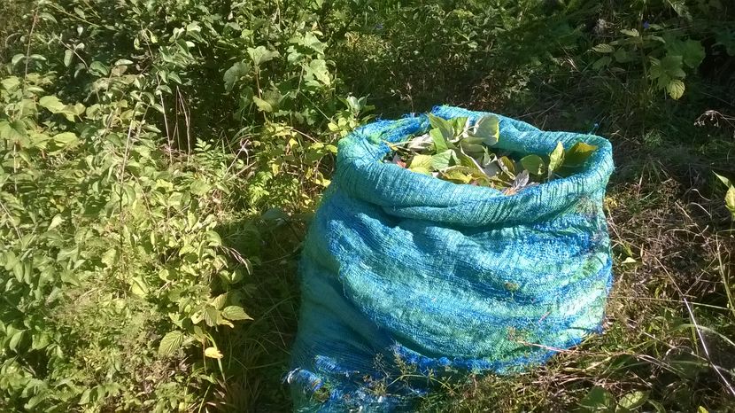 Sa tina vremea cat de mult