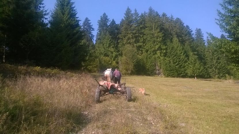 Spre locul lui Petrea-4