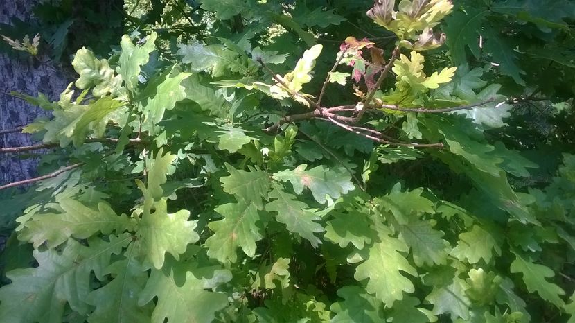 Stejar de Toplita Harghita