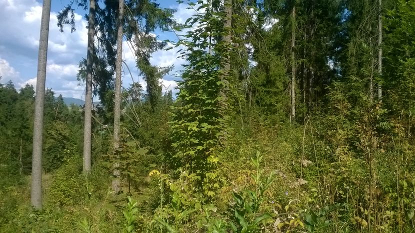 Vreme buna fara brume - SEPTEMBRIE 2016 Alpinele si Padurea