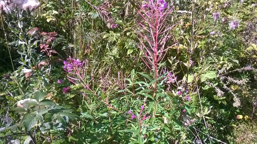 Zburatoare inflorita in septembrie semn de toamna lunga