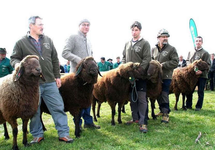 Braunes Bergschaf frumoase-pg7 - Rase de oi si capre poze deosebite-12