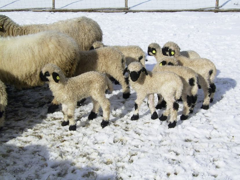 Miei Bot-Negru mititei - Rase de oi si capre poze deosebite-12