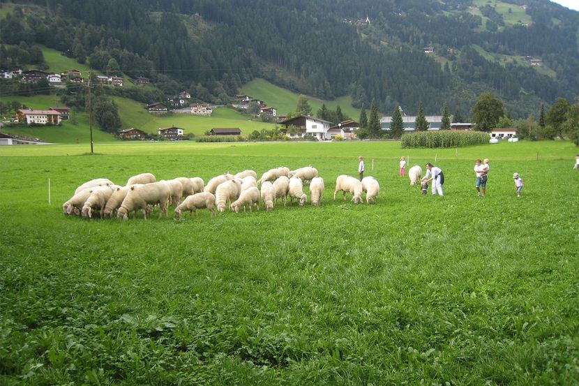 Oitele in Alpi cu copii - Rase de oi si capre poze deosebite-12