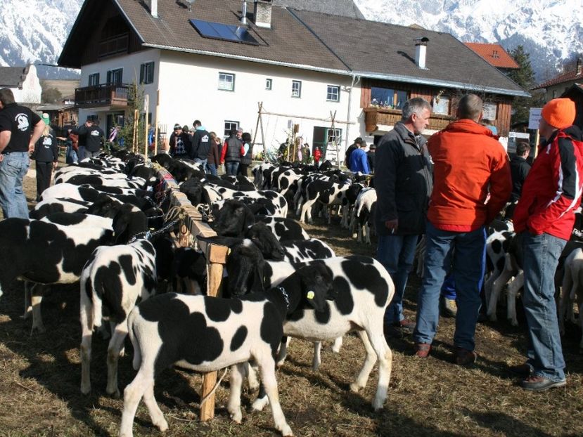 Rasa de oi Tscheggenschaf la expozitie - Rase de oi si capre poze deosebite-12