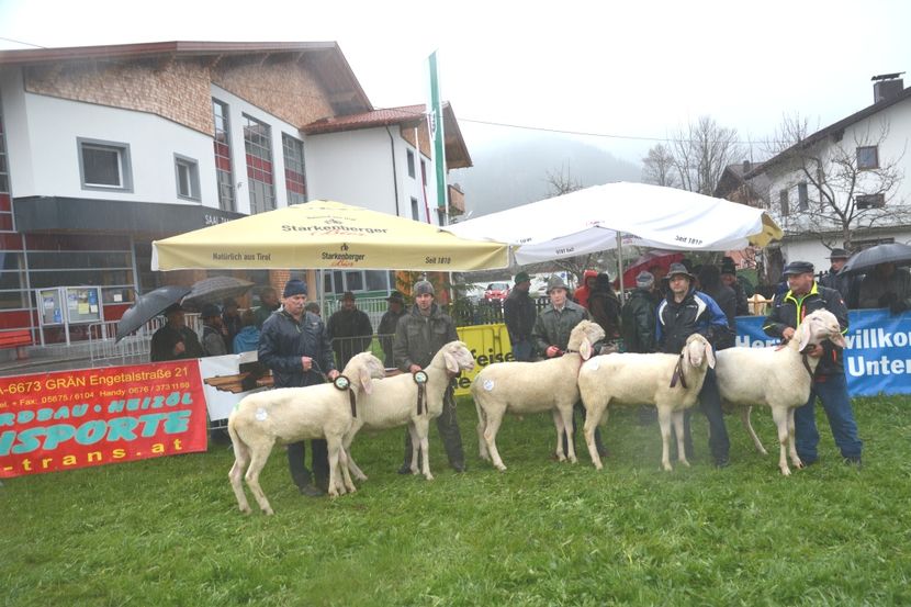 Tiroler Bergschaf-9gt - Rase de oi si capre poze deosebite-12