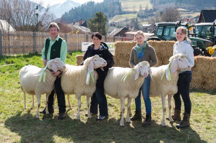 Tiroler Bergschaf-phn8 - Rase de oi si capre poze deosebite-12
