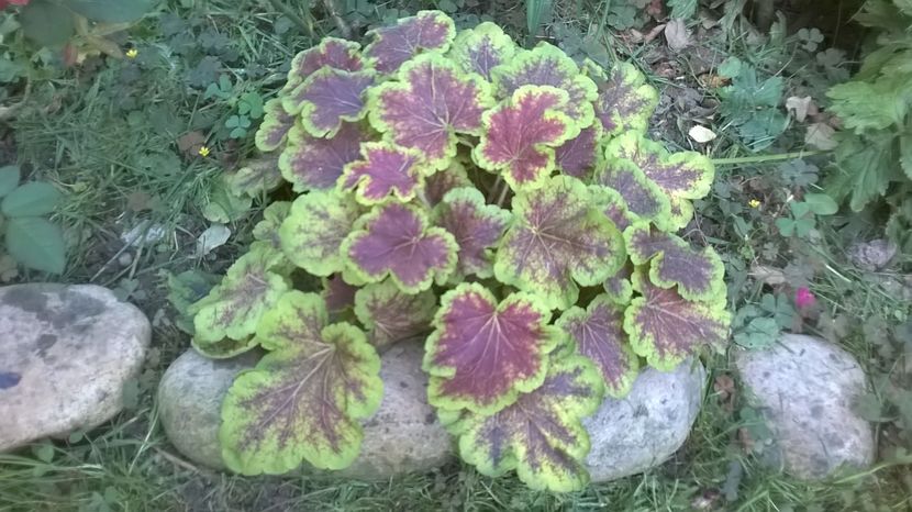  - 2016 Heuchera