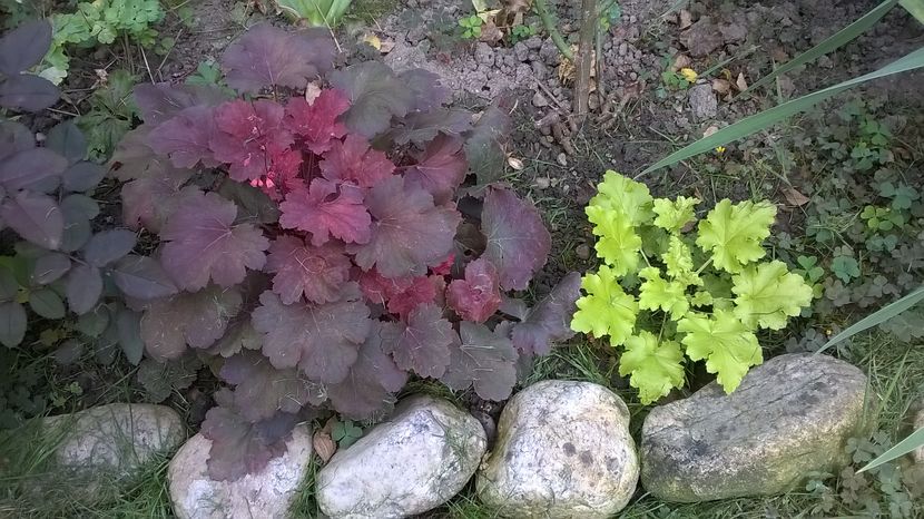 Malachite cea micuta - 2016 Heuchera