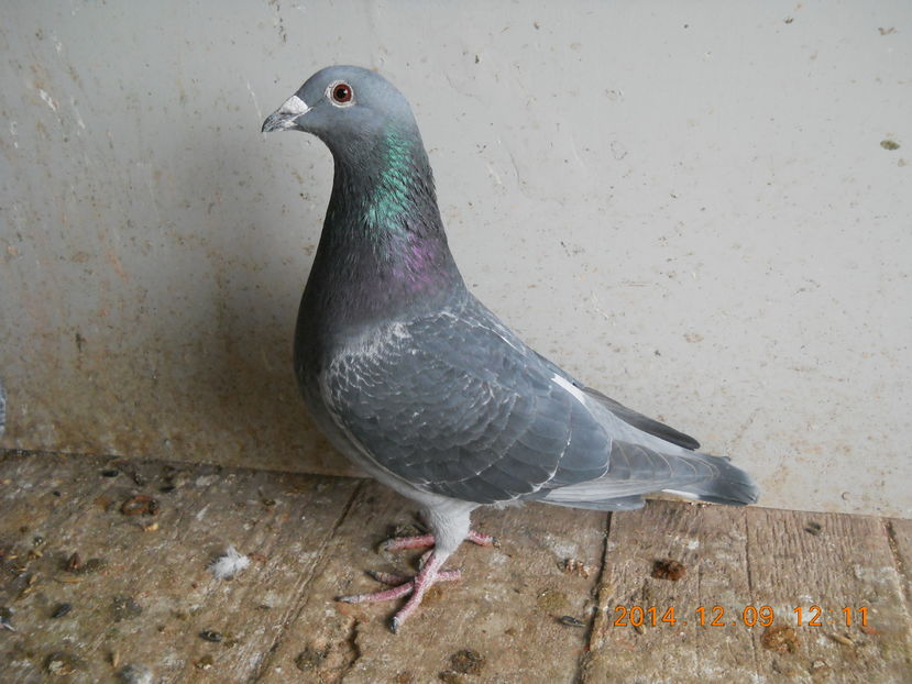 Negrut 59; Zburat la un an :580km, 886km, 1000 km.
Zburat la doi ani: 580km, 1000km si o etapa derby la unguri.
