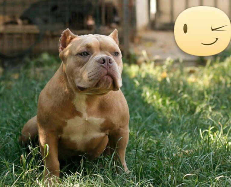 edited_received_1363171937045064 - American Bully