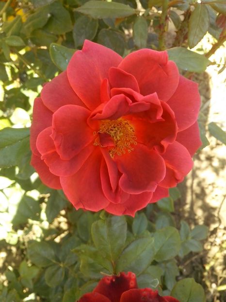 hot chocolate - 0 TRANDAFIRI 2016