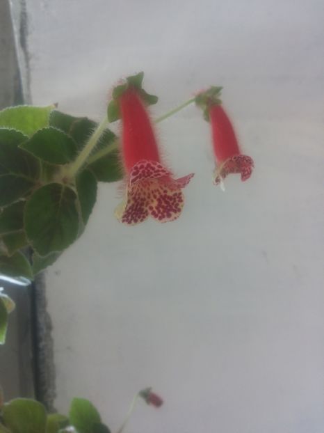 Kohleria